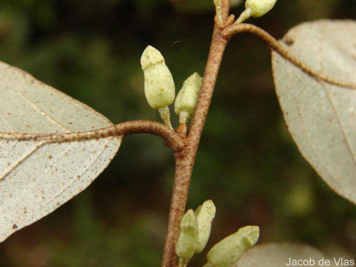 Elaeagnus latifolia L.